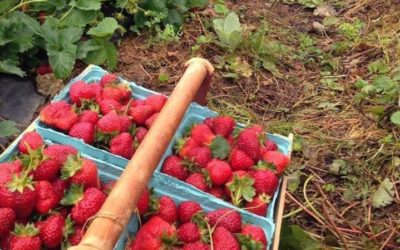 May’s Harvest – Strawberries and more!